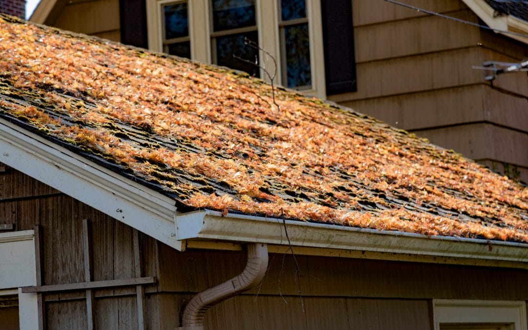 5 Common Spring Roof Problems Facing Maple Grove Residents